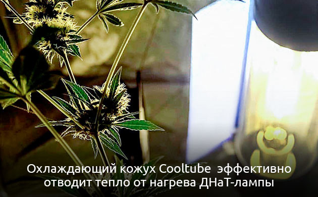 Эффективный способ понизить температуру в гроубоксе Как понизить температуру в гроубоксе