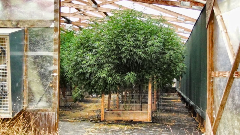 огромный куст конопли