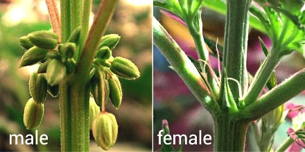 Признаки мужского и женского растения конопли Как отличить мужские соцветия от женских?