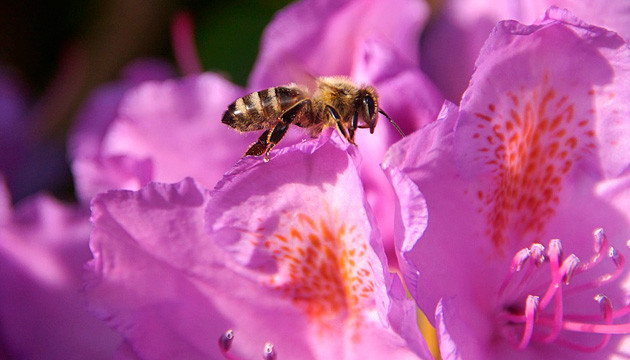 Психоактивный мёд Психоактивный мёд из цветов