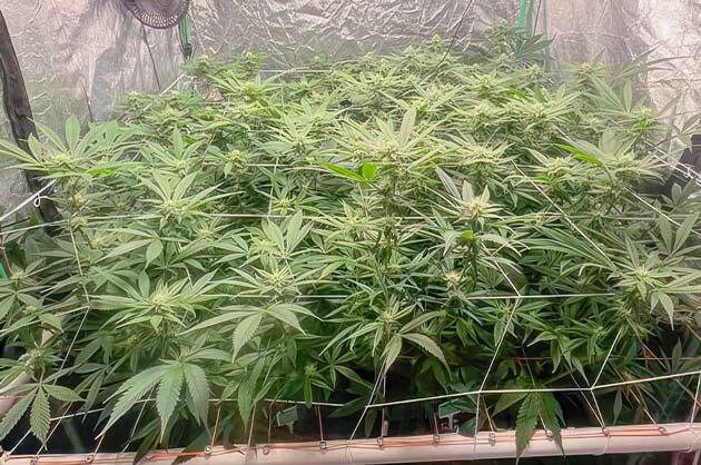 Кусты Apple Betty на 11 неделе развития