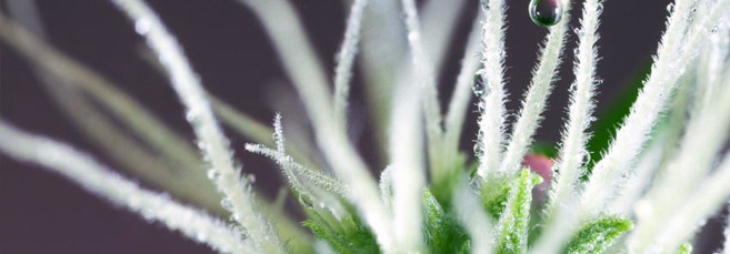 Автоцвет на стадии предцвете Предцвет конопли