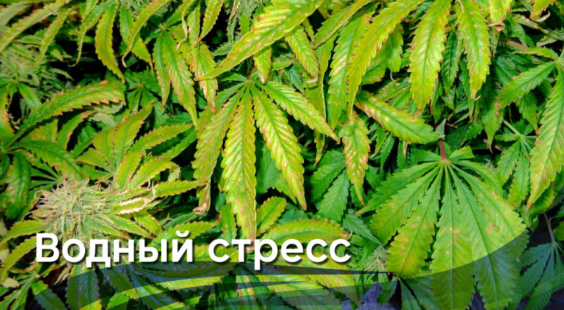 Водный стресс Перелив конопли