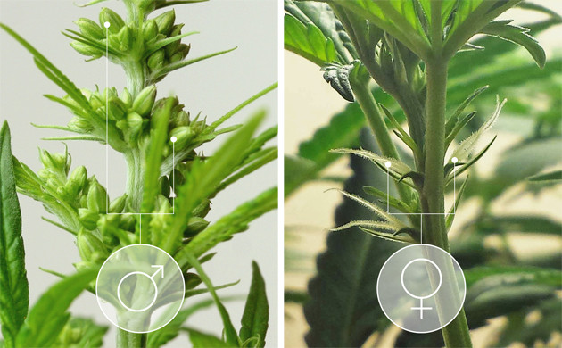 Опыление в диких условиях Мужское и женское растение конопли