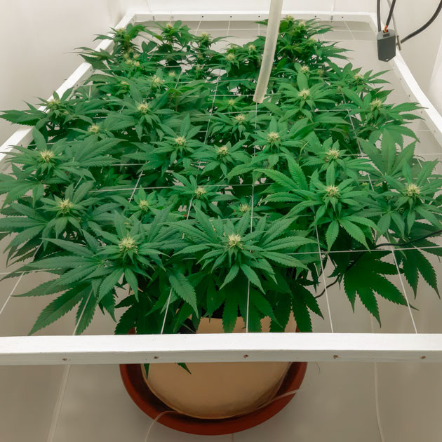 22 дня в режиме 12/12 Куст Blackberry Moonrocks на 83 дне выращивания