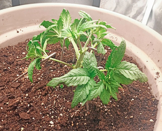 Начало тренировок Росток Bruce Banner #3 от Herbies Seeds на 3 неделе