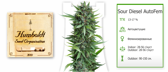Sour Diesel AutoFem Sour Diesel Auto