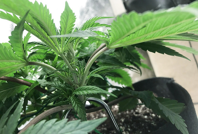 3 и 4 недели выращивания