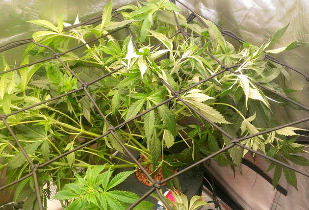 Куст Green Gelato от Royal Queen Seeds на 8 неделе