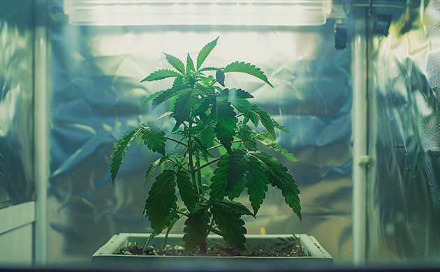 Необходимые условия для конопли на стадии вегетации Уход за коноплей на вегетации