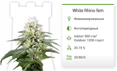 Семена марихуаны White Rhino White Rhino fem (Green House Seeds)