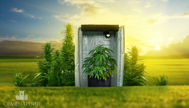 Выращивание автоцветов в индоре и аутдоре