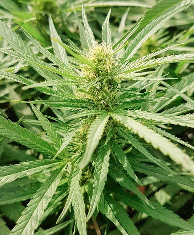 Полив и удобрения для конопли Куст Runtz Muffin от Barney's Farm на стадии цветения