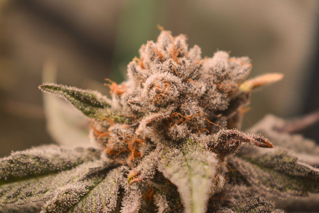 Подготовка к харвесту и промывка конопли Соцветия Banana Punch от Barney's Farm на 15-16 неделе