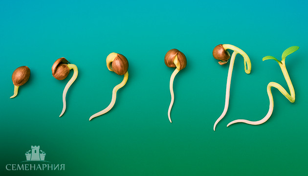 Проращивание семян марихуаны