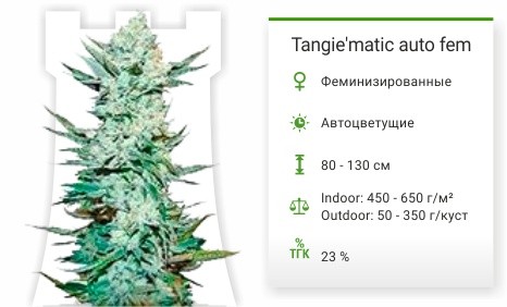 Сорт конопли Tangie’matic Auto Tangie’matic Auto от FastBuds