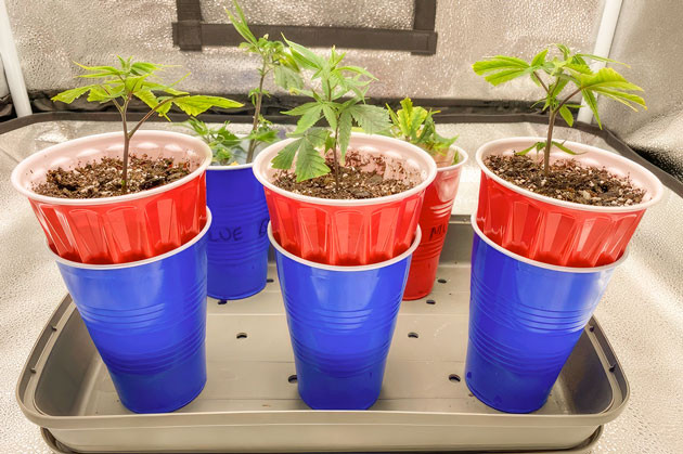 Раствор с питательными веществами и развитие кустов Ростки Blueberry Muffin от сидбанка Humboldt Seed Company