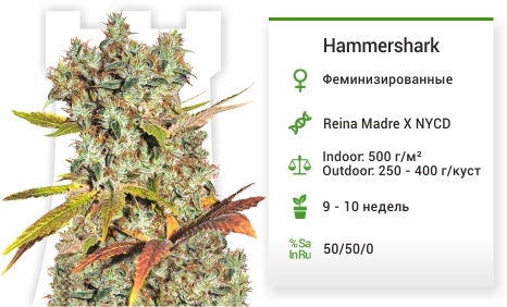 описание сорта Hammershark описание сорта Hammershark