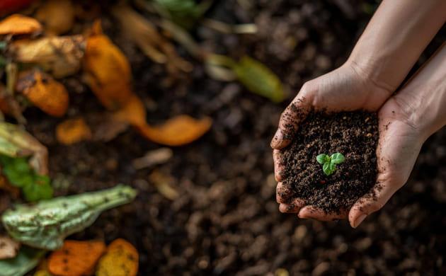 Плюсы и минусы органических удобрений для конопли Органические удобрения для выращивания конопли