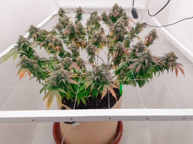 Обрезка листьев затенявших нижние шишки Куст Blackberry Moonrocks от AlphaFem Seeds на 19 неделе