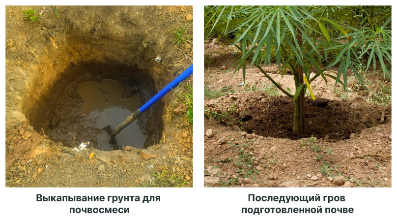 Как обработать грунт для роста конопли Улучшение почвы в лесной зоне