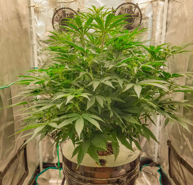 Рост и развитие соцветий Куст Bruce Banner Auto от FastBuds на стадии цветения