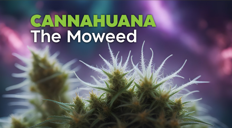 Cannahuana – The Moweed