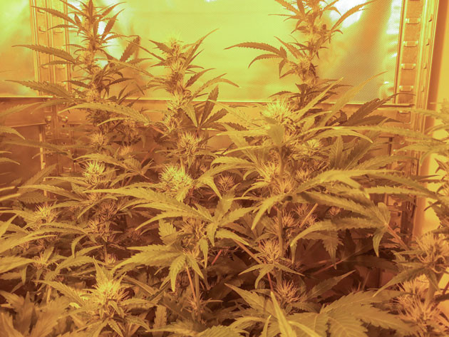 Промывка кустов для устранения дефицита 7 неделя выращивания конопли