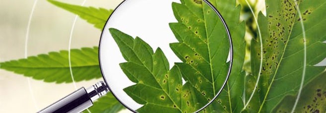 Болезни конопли в открытом грунте