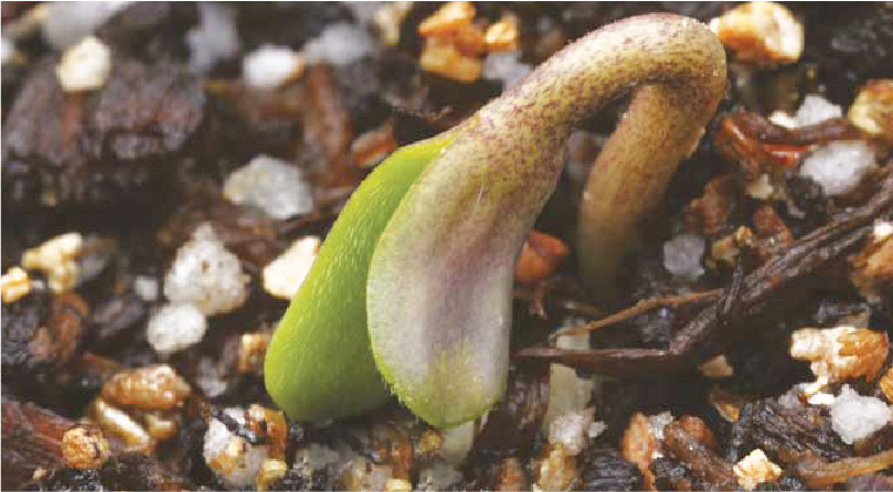 Почему росток перестал расти