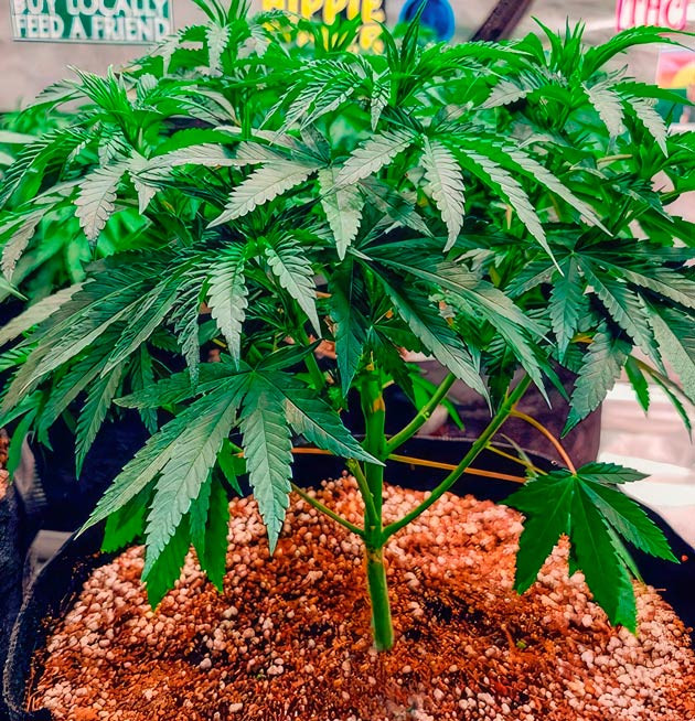 Полив чистой водой и дефолиация Куст DDoS #33 от Herbies Seeds на стадии вегетации