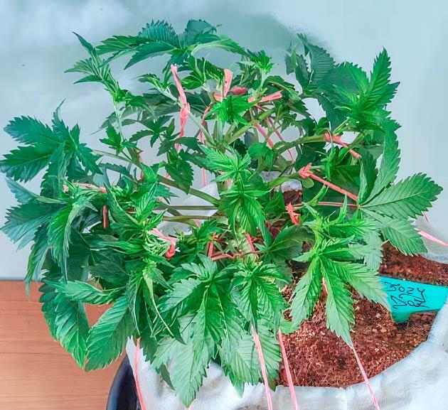 Куст Dozy Doz от AlphaFem Seeds на 6 неделе развития