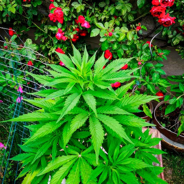 Куст после пересадки