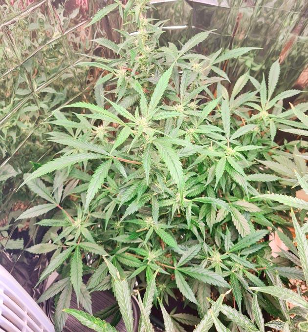 Цветение конопли Куст Auto Orange Bud на стадии цветения