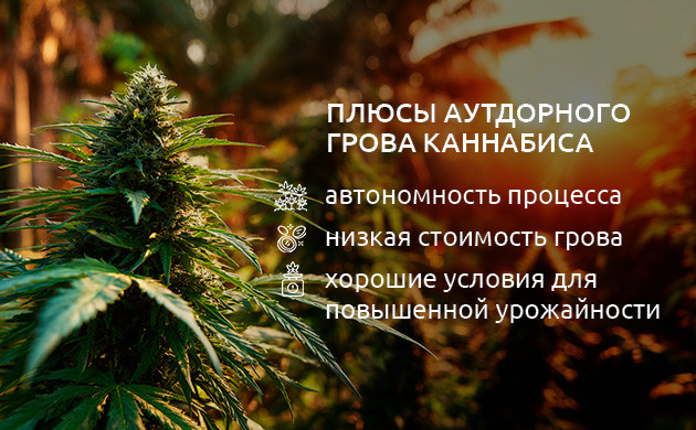 Плюсы и минусы выращивания в открытом грунте Плюсы и минусы выращивания в аутдоре