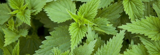 Растения, похожие на каннабис: Крапива двудомная