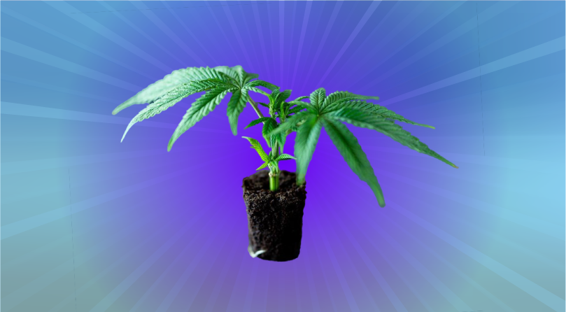 Ошибки при пересадке ростков конопли Росток конопли