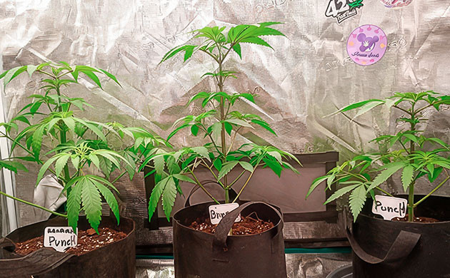 Проведение тренировок Кусты Banana Punch от Barney's Farm на 5-6 неделе