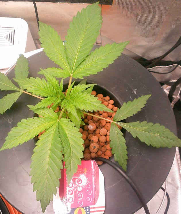 Куст Green Gelato на 4 неделе выращивания