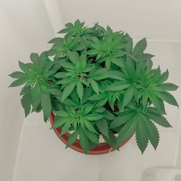 Проведение дефолиации и полив питательным раствором Куст Blackberry Moonrocks от AlphaFem Seeds на стадии вегетации