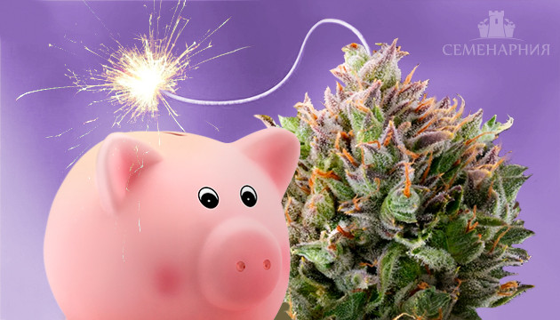 Подборка убойных и недорогих семян марихуаны Мощные и недорогие