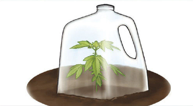 Куст конопли под крышкой