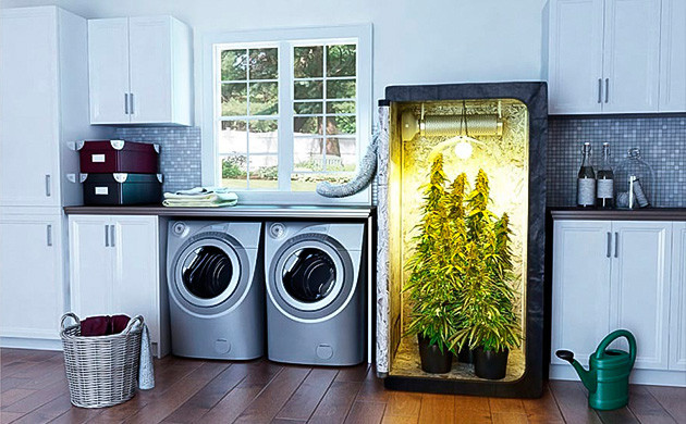 Выращивание в гроубоксе Полноразмерный гроубокс