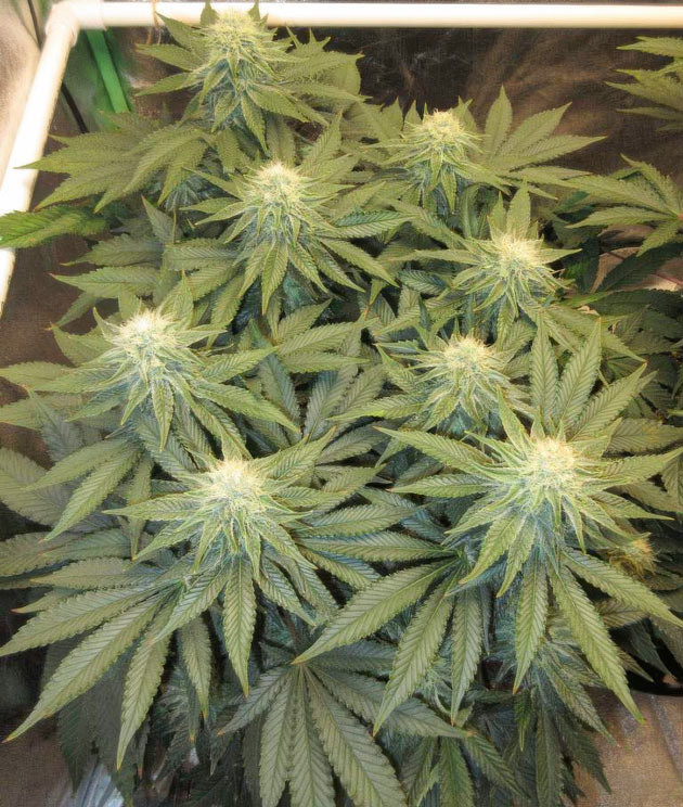 Кусты на 11-13 неделях выращивания Куст ростом 70 см