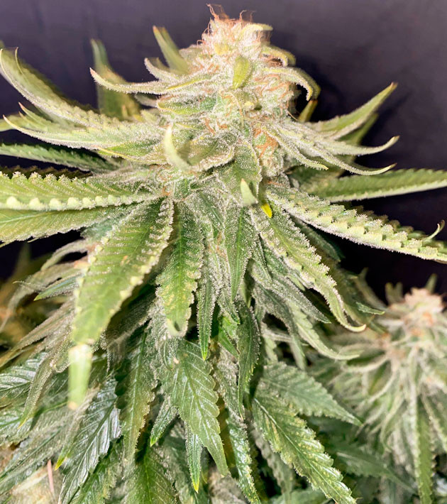 Подкормка и регулярный полив Куст Gorilla Glue #4 от Original Sensible Seeds на 11-12 неделе