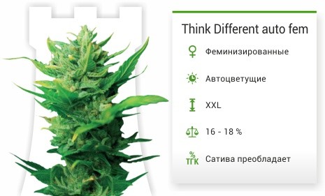 Сорт каннабиса Think Different auto Think Different auto fem от Dutch Passion