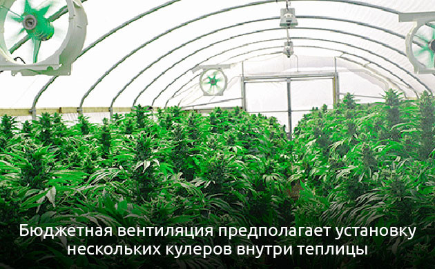 Вентиляция для теплицы Обустройство теплицы для конопли