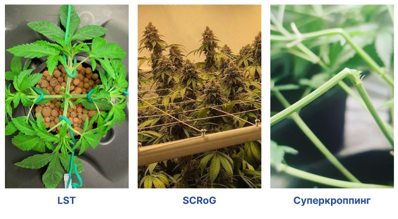 Типы тренировок для автоцветущих сортов Тренировка автоцветов