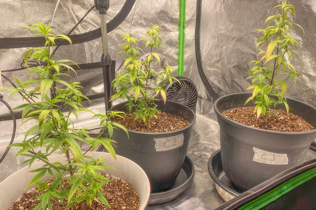 Удобрения для каннабиса Кусты Blueberry Muffin от Humboldt Seed Company на 7 неделе