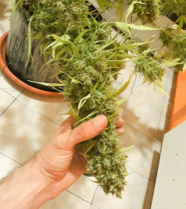 Сбор урожая марихуаны Хаврест конопли на 12 недели